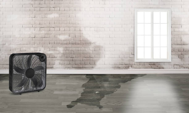 Best Mold removal after water damage  in Pacific Grove, CA